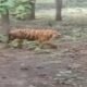 tiger in Balrampur caused panic among villagers