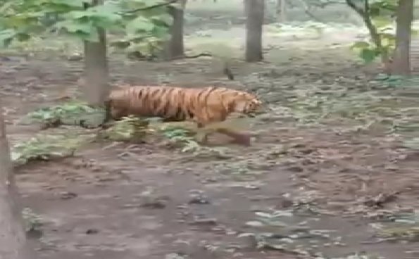tiger in Balrampur caused panic among villagers