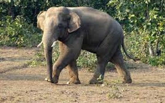 Gorakhpur Elephant flared up during the Yagya