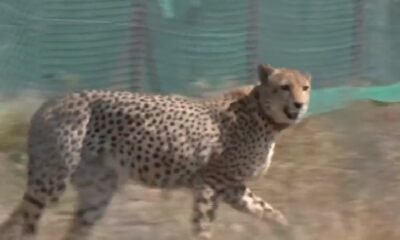 Cheetah State MP