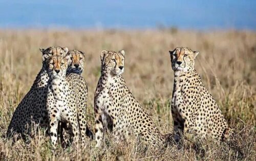 Cheetah in MP: 6 cheetahs brought back to enclosure in Kuno