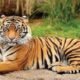 Tiger Census: MP topped the country with 785 tigers