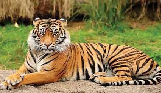 Tiger Census: MP topped the country with 785 tigers