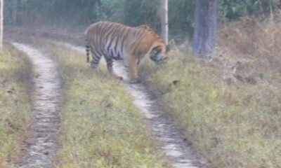 MP Tiger Reserve: Veerangana Durgavati Sanctuary becomes the seventh tiger reserve of Madhya Pradesh