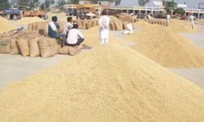 CG News: So far 82.44 lakh metric tonnes of paddy has been purchased in the state, more than Rs 17 thousand crore has been paid to the farmers