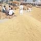 CG News: So far 82.44 lakh metric tonnes of paddy has been purchased in the state, more than Rs 17 thousand crore has been paid to the farmers