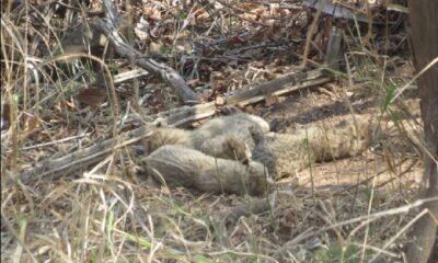 Kuno: Big news about Cheetah Project, Gamini gave birth to five cubs in Kuno