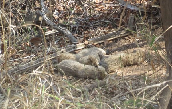 Kuno: Big news about Cheetah Project, Gamini gave birth to five cubs in Kuno