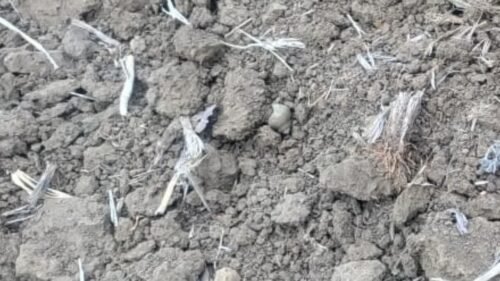 Chhattisgarh: Farmer was plowing the field, suddenly the ground spewed something like this, sensation spread