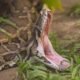 World: 45 year old woman swallowed whole by python, villagers cut her stomach and took out the body