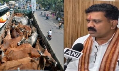 Chhattisgarh: License will have to be taken for transporting cattle in Chhattisgarh, 7 years punishment for illegal transportation, new rule issued