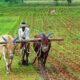 Chhattisgarh: Farmers will now be able to get crop insurance till 16th August, Central Government agreed to the proposal of Chhattisgarh Government