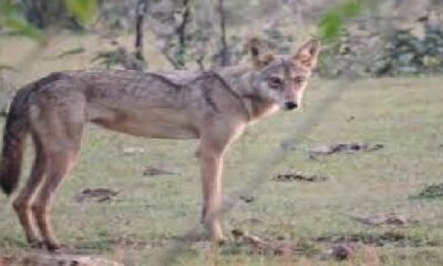 UP News: Lame wolf is the most dangerous man-eater in Bahraich, location traced