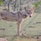 UP News: Lame wolf is the most dangerous man-eater in Bahraich, location traced