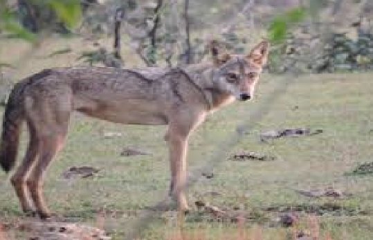 UP News: Lame wolf is the most dangerous man-eater in Bahraich, location traced