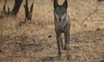 UP News: In Bahraich, a man-eating wolf attacked a child sleeping with his mother, 57 teams are searching for two wolves