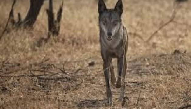 UP News: In Bahraich, a man-eating wolf attacked a child sleeping with his mother, 57 teams are searching for two wolves