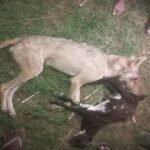 UP News: Lame wolf finally killed in Bahraich, villagers beat him to death