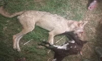 UP News: Lame wolf finally killed in Bahraich, villagers beat him to death