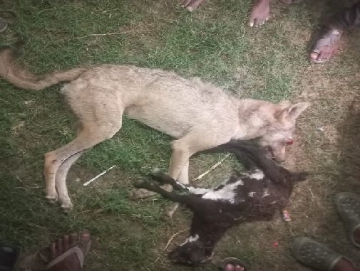 UP News: Lame wolf finally killed in Bahraich, villagers beat him to death