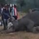 MP News: Death of 7 elephants in Bandhavgarh remains a mystery, villagers are making shocking claims