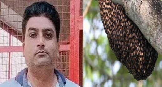 UP News: BJP leader's son dies in bee attack, wife's condition critical