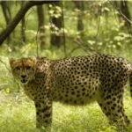 MP News: Good news again from Kuno National Park, 'Nirva' cheetah gives birth to 4 cubs