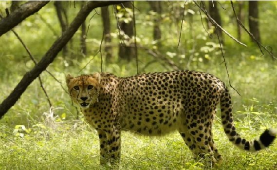 MP News: Good news again from Kuno National Park, 'Nirva' cheetah gives birth to 4 cubs