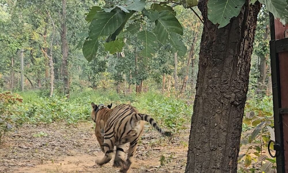 Chhattisgarh: The roar of the tiger will echo in Tamor Pingla Tiger Reserve, the tiger was rescued from Baranwapara forest area