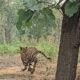 Chhattisgarh: The roar of the tiger will echo in Tamor Pingla Tiger Reserve, the tiger was rescued from Baranwapara forest area