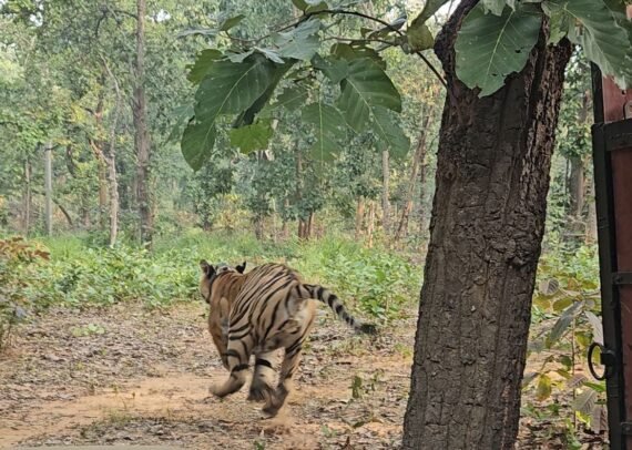 Chhattisgarh: The roar of the tiger will echo in Tamor Pingla Tiger Reserve, the tiger was rescued from Baranwapara forest area