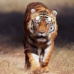 MP News: Ratapani becomes the 9th tiger reserve of the state, MP gets two tiger reserves in two days