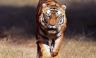 MP News: Ratapani becomes the 9th tiger reserve of the state, MP gets two tiger reserves in two days