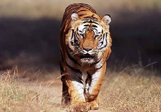 MP News: Ratapani becomes the 9th tiger reserve of the state, MP gets two tiger reserves in two days