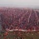 Mahakumbh 2025: Mahasnan continues on Maghi Purnima, 1.83 crore people took holy dip till 2 pm