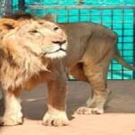 MP News: Tourists will be able to see Asiatic lion in Van Vihar from February 15