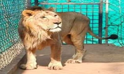 MP News: Tourists will be able to see Asiatic lion in Van Vihar from February 15