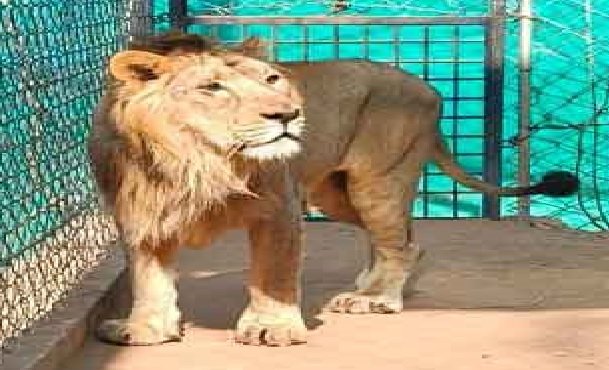 MP News: Tourists will be able to see Asiatic lion in Van Vihar from February 15