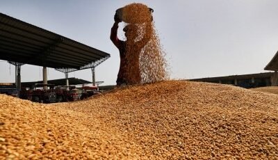 MP News: Wheat procurement started in Madhya Pradesh today, 60 centers set up in Bhopal