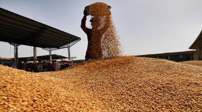 MP News: Wheat procurement started in Madhya Pradesh today, 60 centers set up in Bhopal