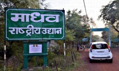 MP News: Madhav National Park becomes the 9th Tiger Reserve of Madhya Pradesh, order issued