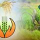 Chhattisgarh: ₹152.84 crore paid to 1.41 lakh farmers of Chhattisgarh under PM Crop Insurance Scheme