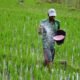 no shortage of chemical fertilizers in chhattisgarh