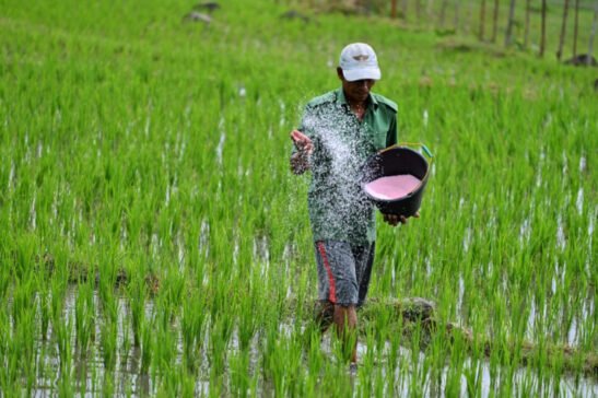 no shortage of chemical fertilizers in chhattisgarh
