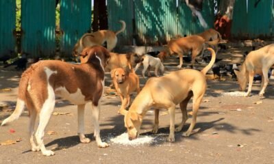 SC: 'Dogs should be released back after vaccination and neutering, not allowed to feed stray dogs on the streets'