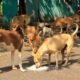 SC: 'Dogs should be released back after vaccination and neutering, not allowed to feed stray dogs on the streets'