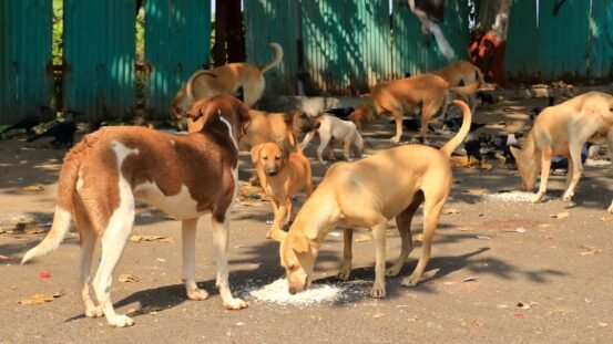 SC: 'Dogs should be released back after vaccination and neutering, not allowed to feed stray dogs on the streets'