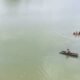 MP News: Major accident in Ujjain, child starts tractor, falls into Chambal river, 2 dead, 1 missing