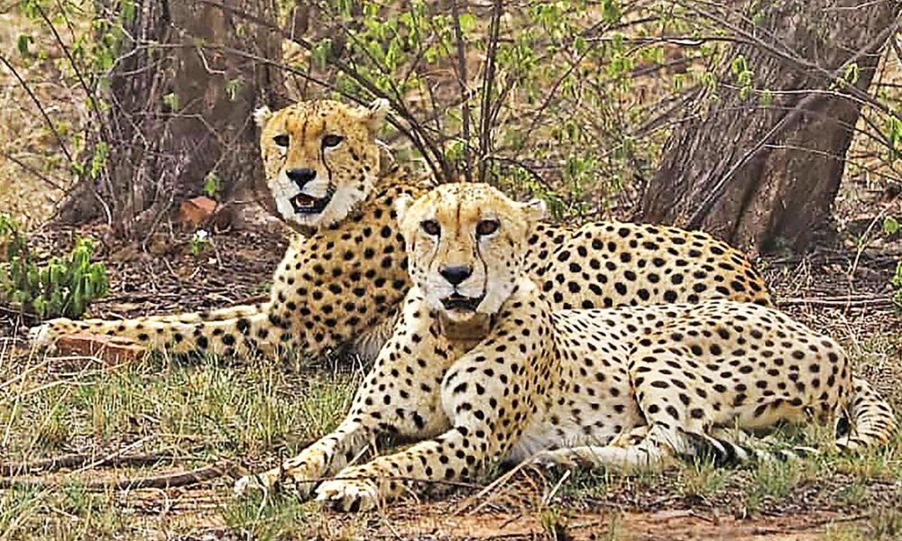 MP News: The speed of cheetahs will be seen in Nauradehi Tiger Reserve, approval received from the Centre, African cheetahs will arrive in 2026