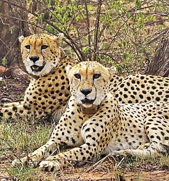 MP News: The speed of cheetahs will be seen in Nauradehi Tiger Reserve, approval received from the Centre, African cheetahs will arrive in 2026